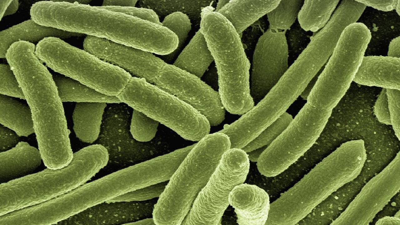 Bacterias.jpg