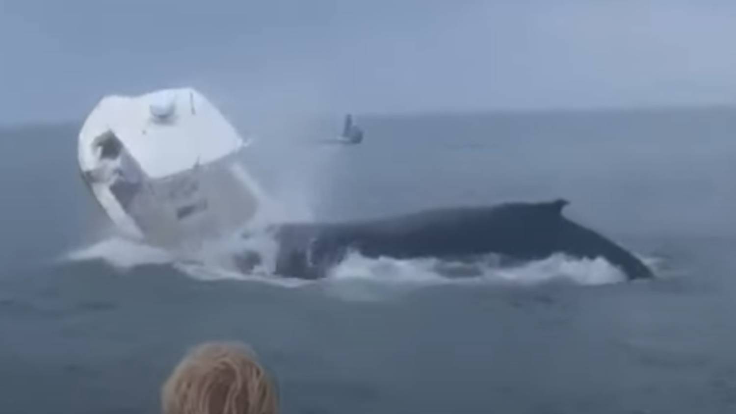 Ballenas.jpg