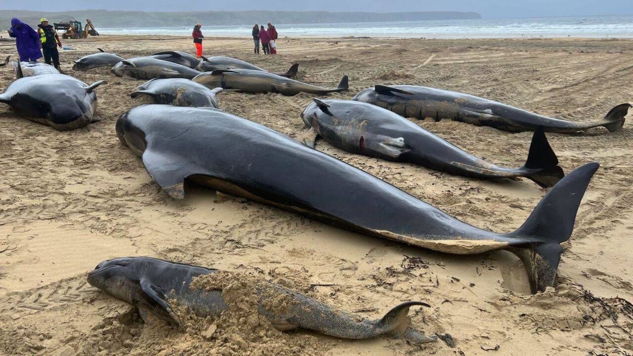 ballenas-piloto-Escocia.jpg