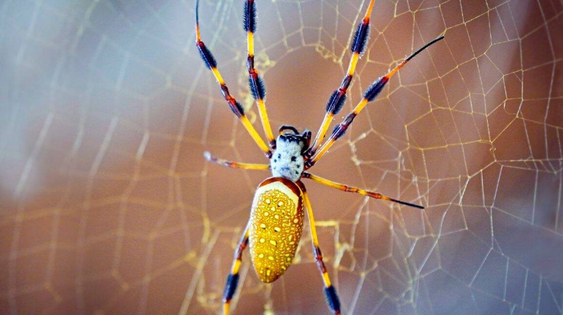 Banana-spider-on-web-1296x728-body-1296x728.jpg