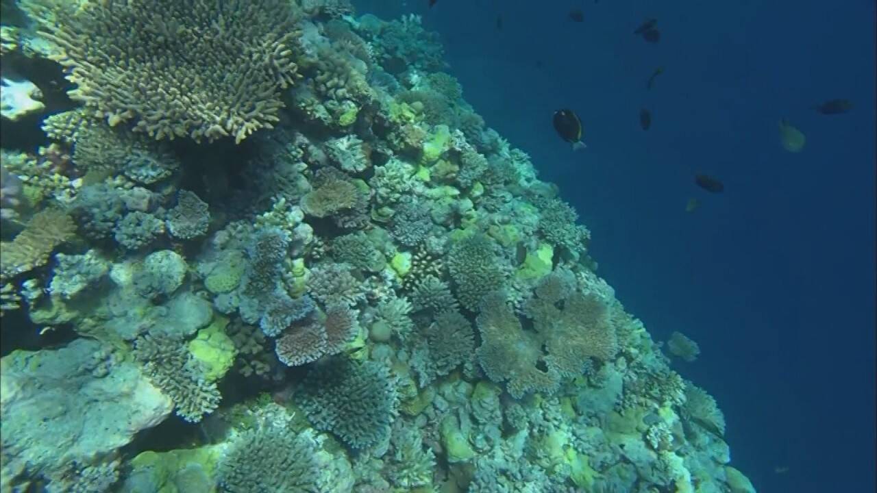 barrera-de-coral-3_001.jpg