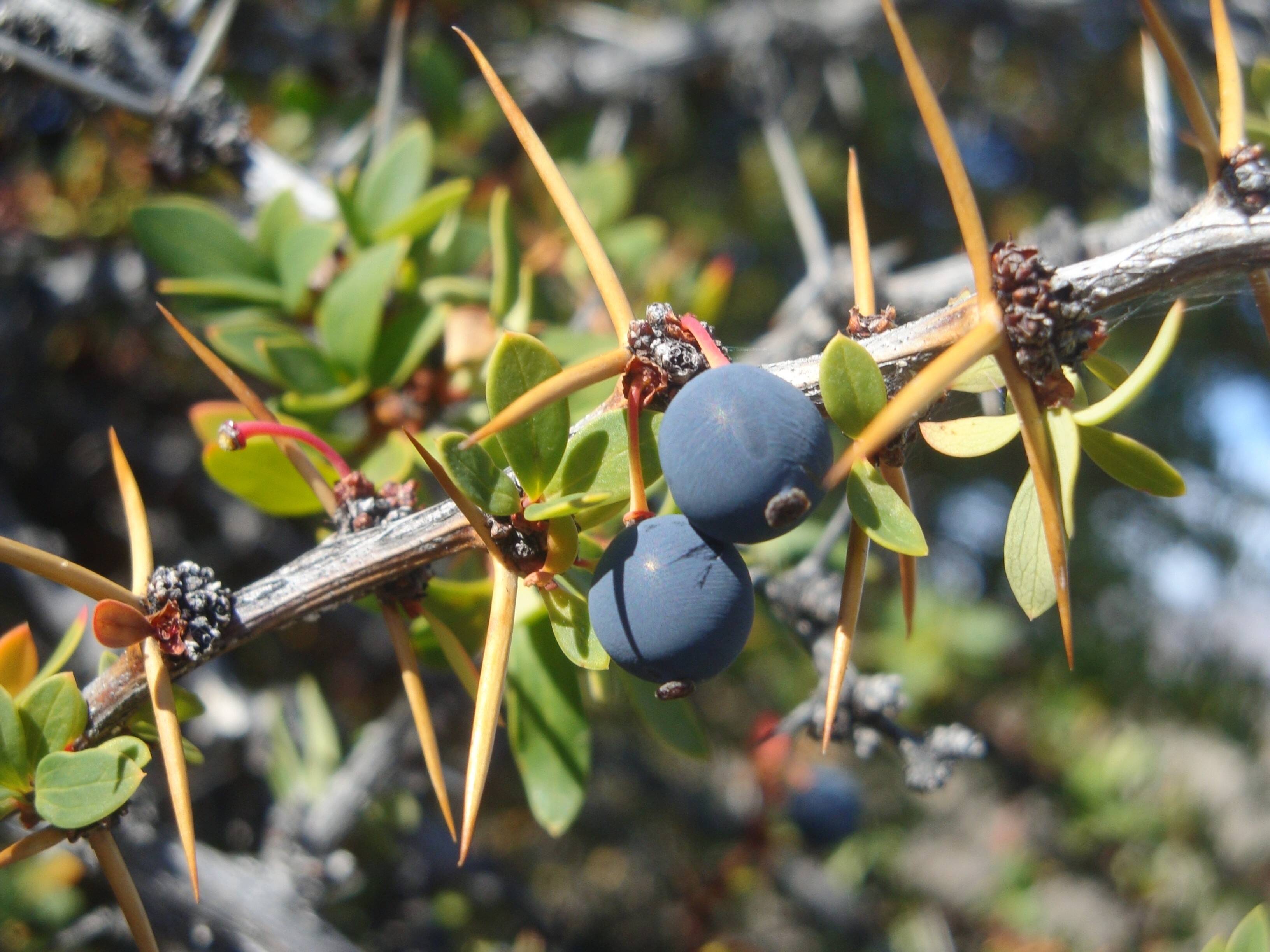 Berberis_microphylla_-_Calafate_1.jpg