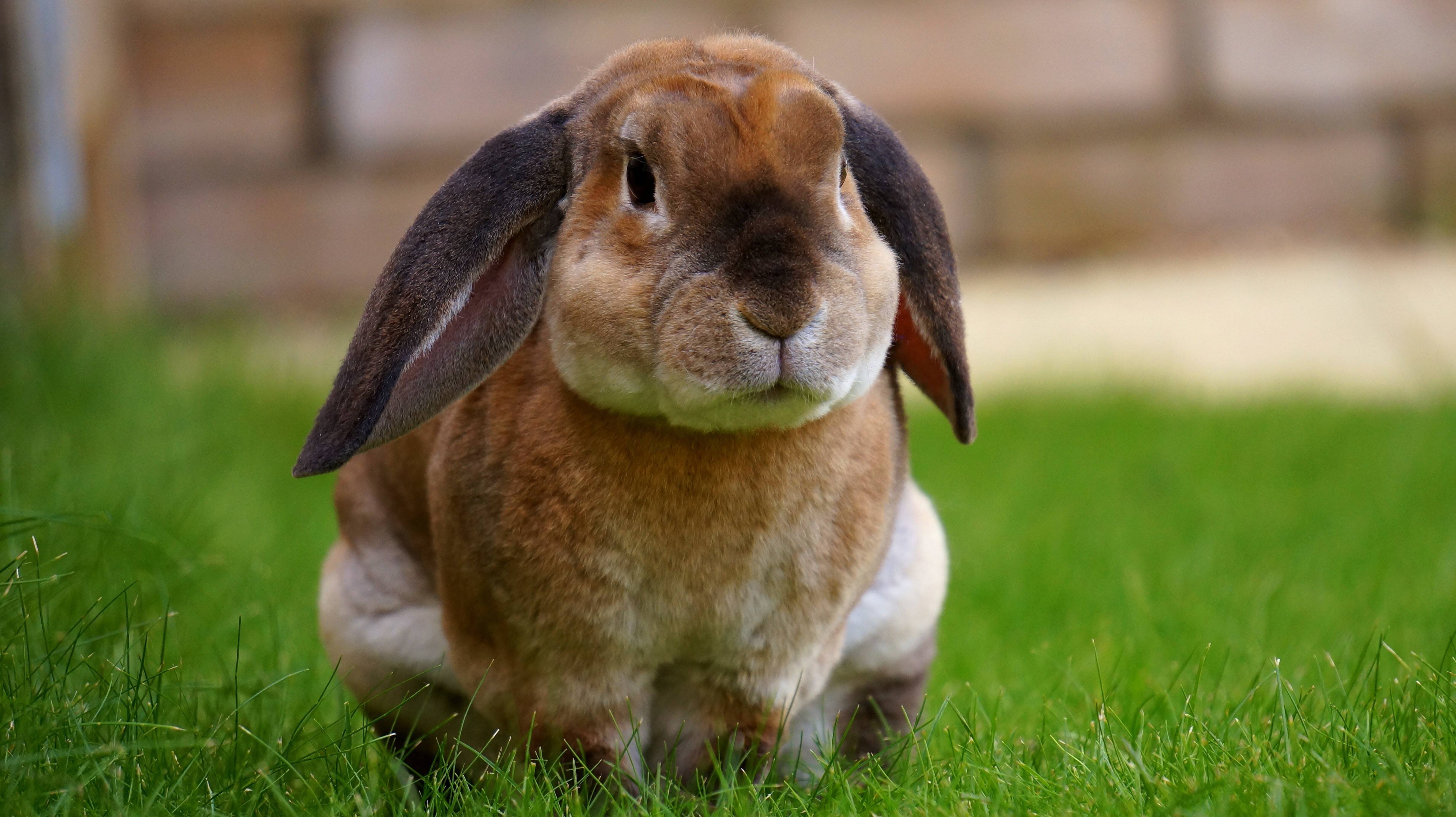 best-bunny-treats.jpg