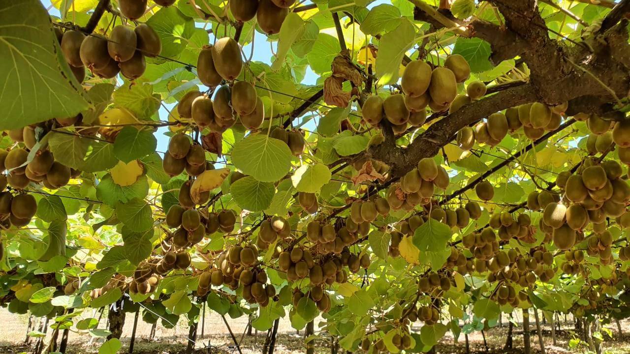 Biopesticida-kiwis.jpg