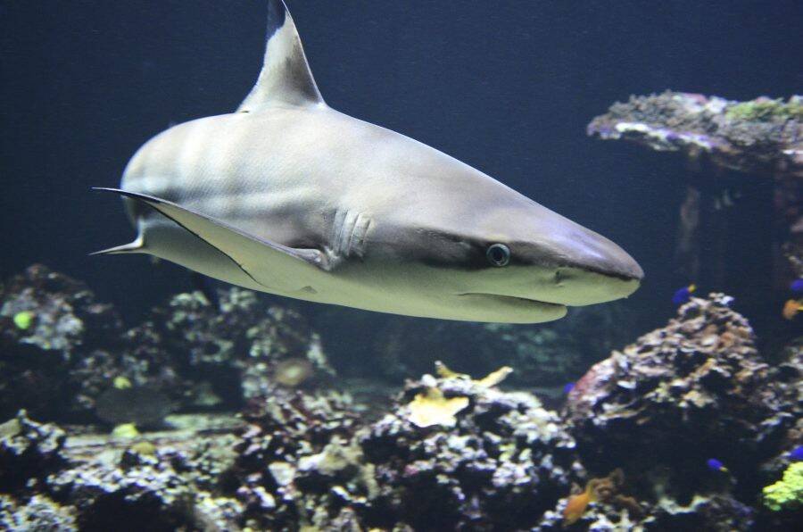 blacktip-shark-1294753_1920-e1669025348162.jpg