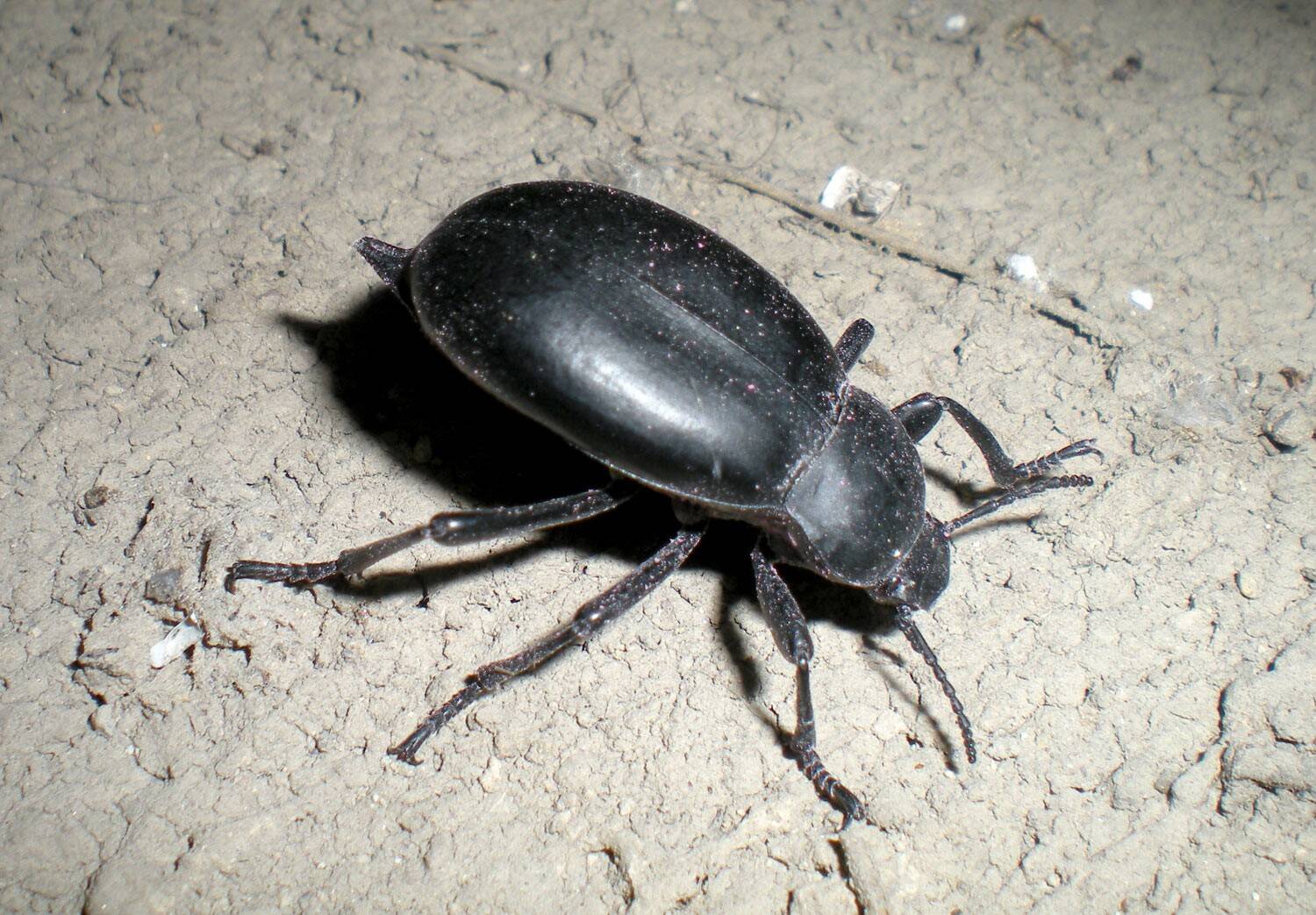 blaps-lusitanica-tenebrionidae-palol-de-revardit-09-2012-p03.jpg