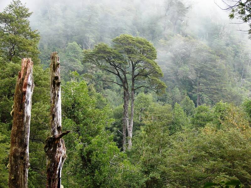 bosque-valdiviano-coigue-ulmo-sector-sureste-lago-ranco.jpg