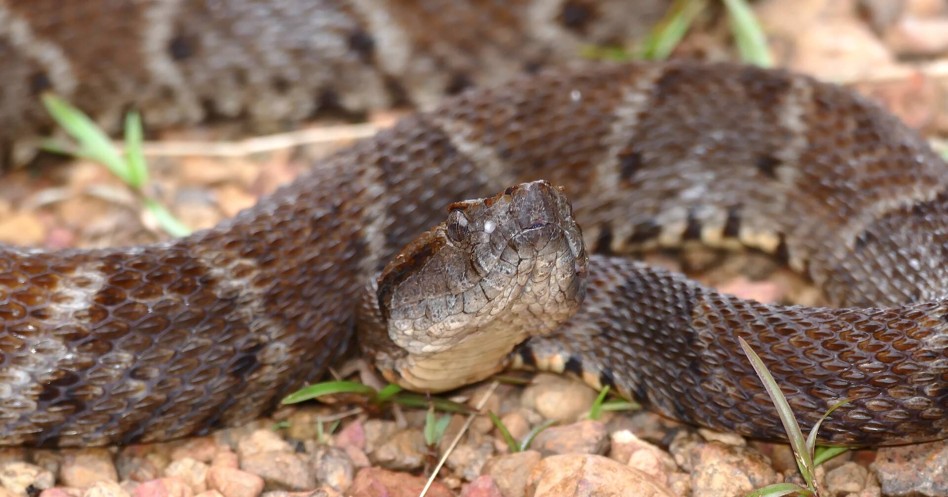 Bothrops_atrox.jpg