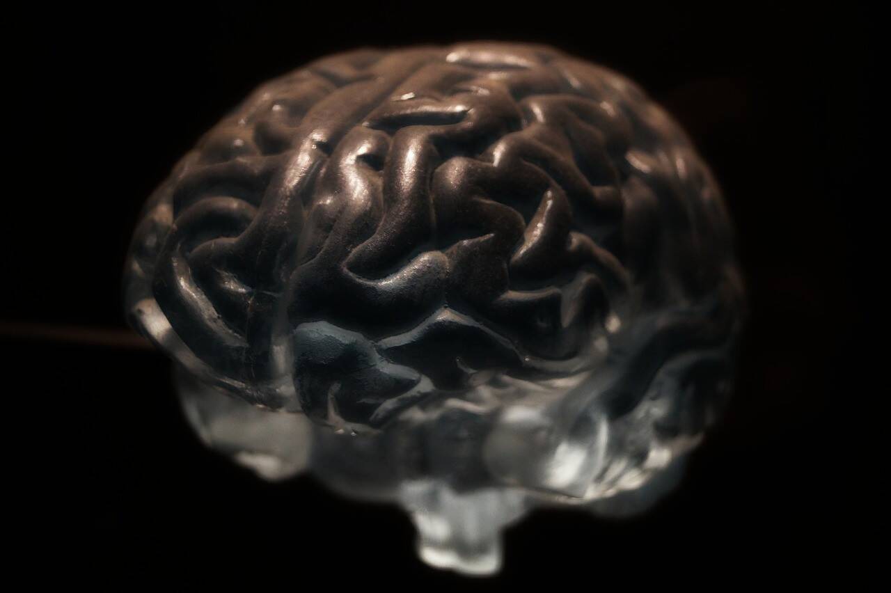 brain-2070412_1280.jpg