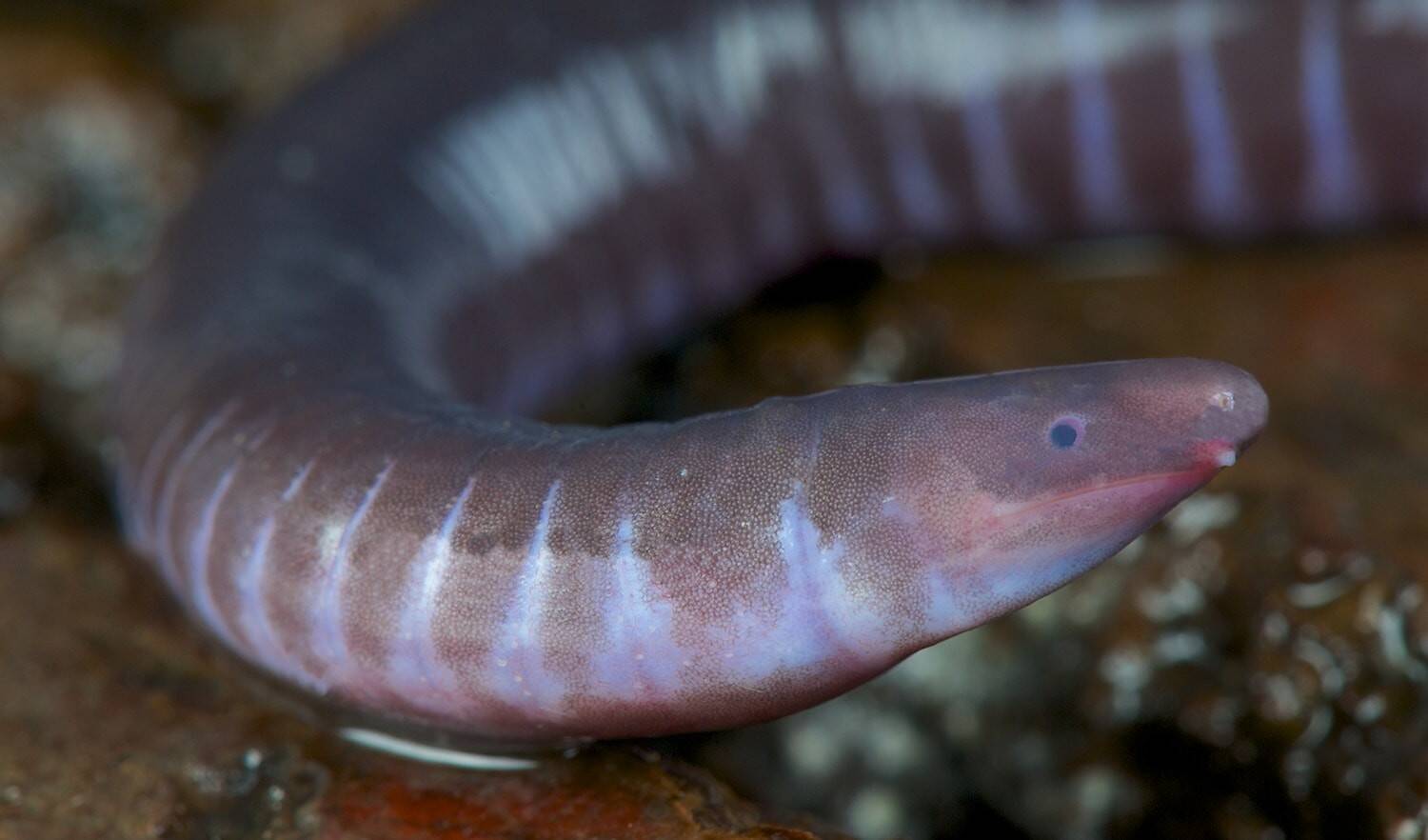 caecilian.jpg