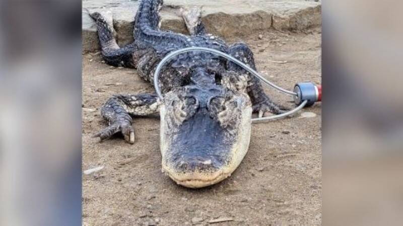 caiman-parque-brooklyn.jpg