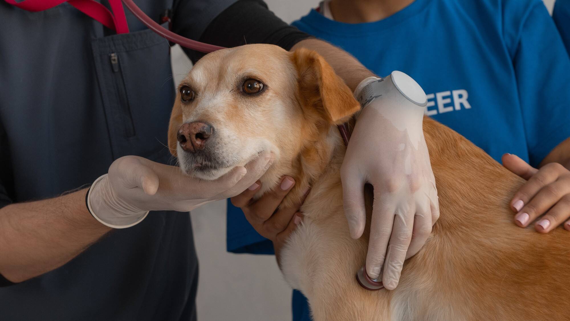 Cáncer-en-mascotas.jpg