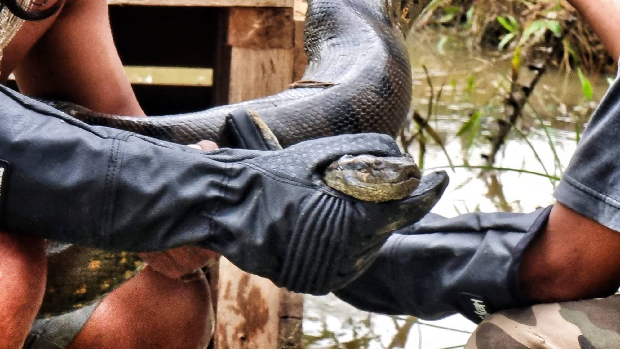 Capturing-a-male-northern-green-anaconda.-Credit-Jesus-Rivas-1.jpg