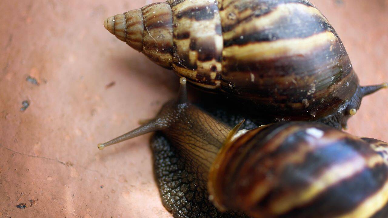 caracol-gigante.jpg