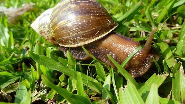 caracol-gigante-africano--e1690405467898.jpg