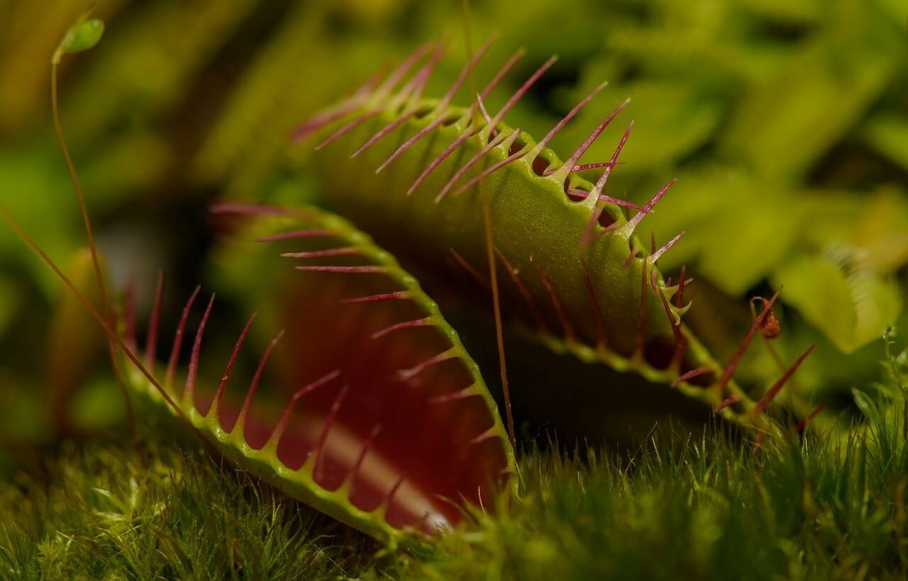 carnivorous-plant-g1c3222674_1280.jpg