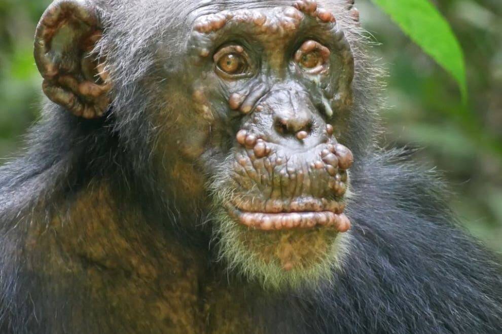 CHIMPANCE.jpg