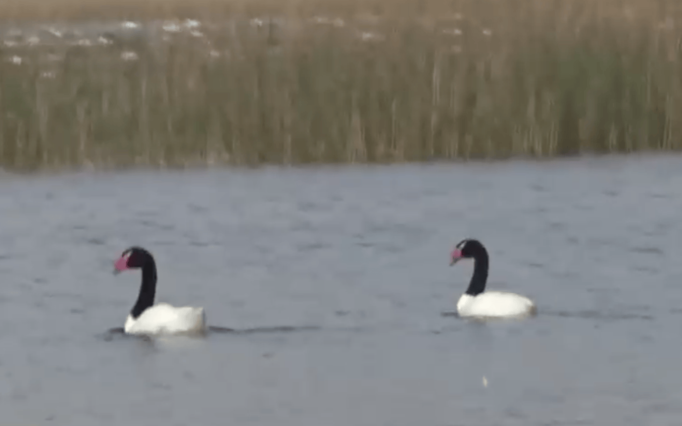 cisnes-de-cuello-negro-chile.png