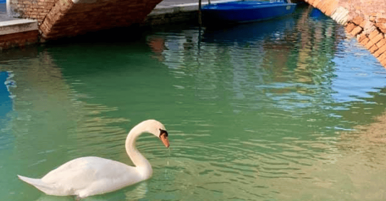 cisnes-venecia-italia-coronavirus.png