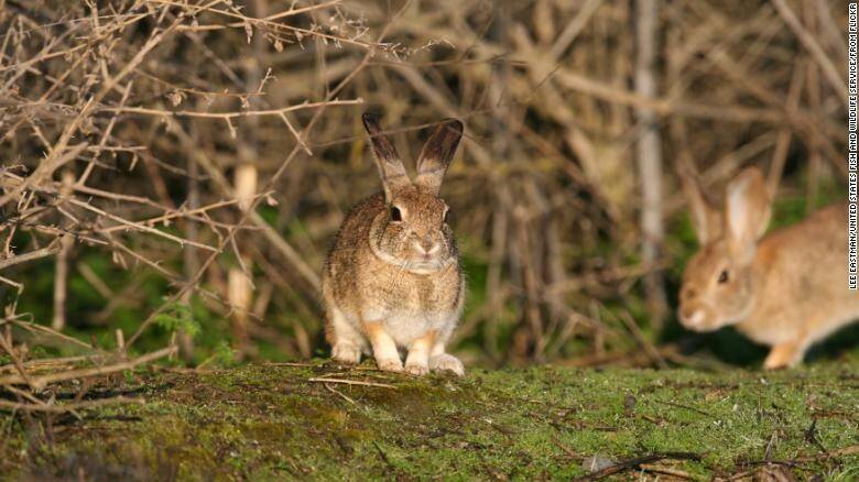 conejos-riparian-brush-rabbits-california-CNN.jpg