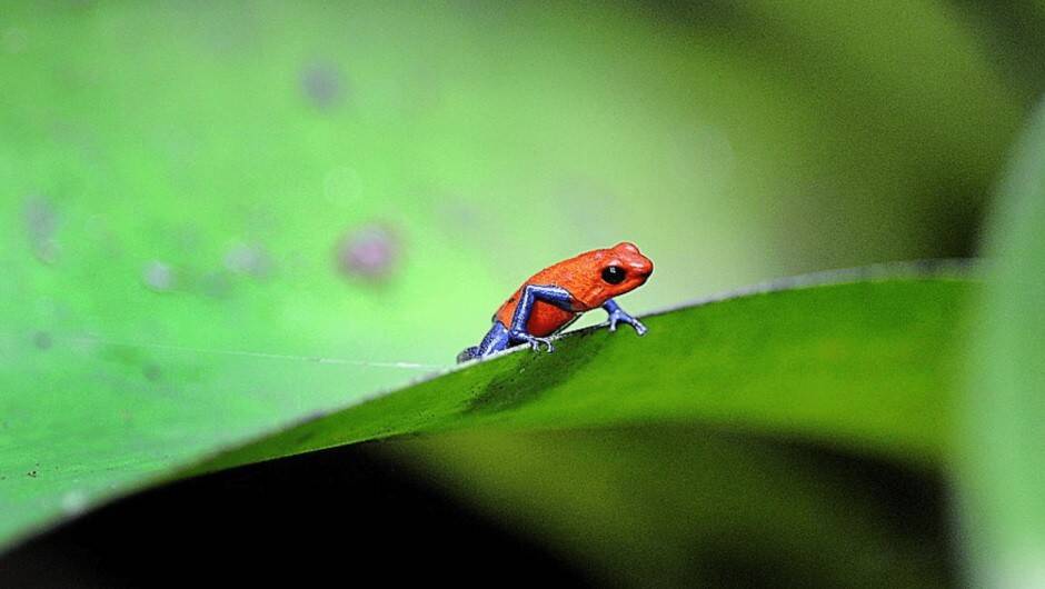 costa-rica-medio-ambiente-llamado-a-la-tierra-min.jpg