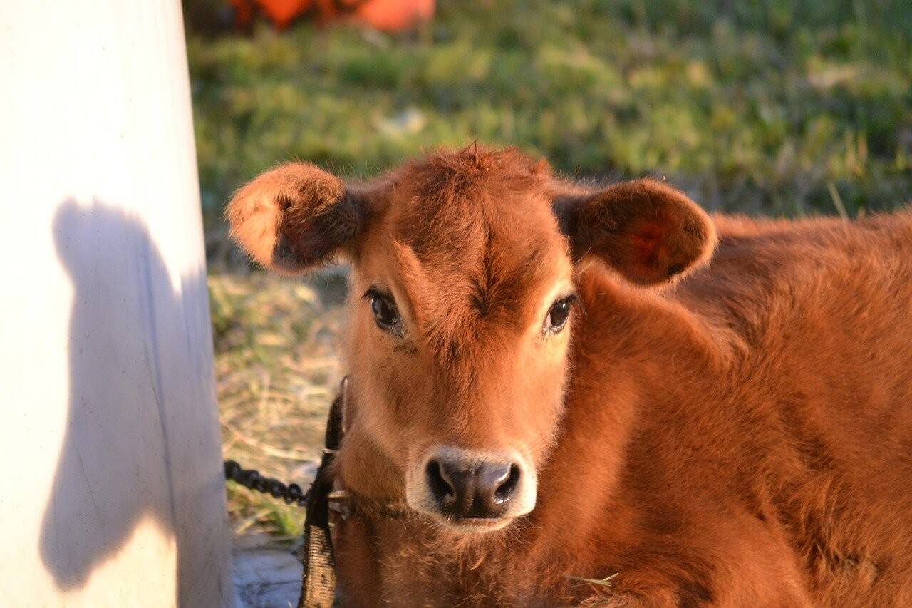 cow-3727272_1280-1.jpg