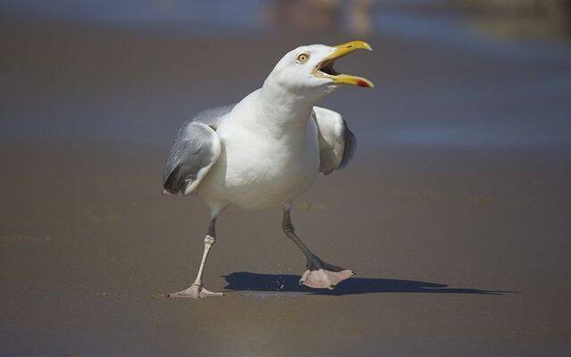 cropped_MI_sea_gull_seagull_bird_beach_Getty.jpg