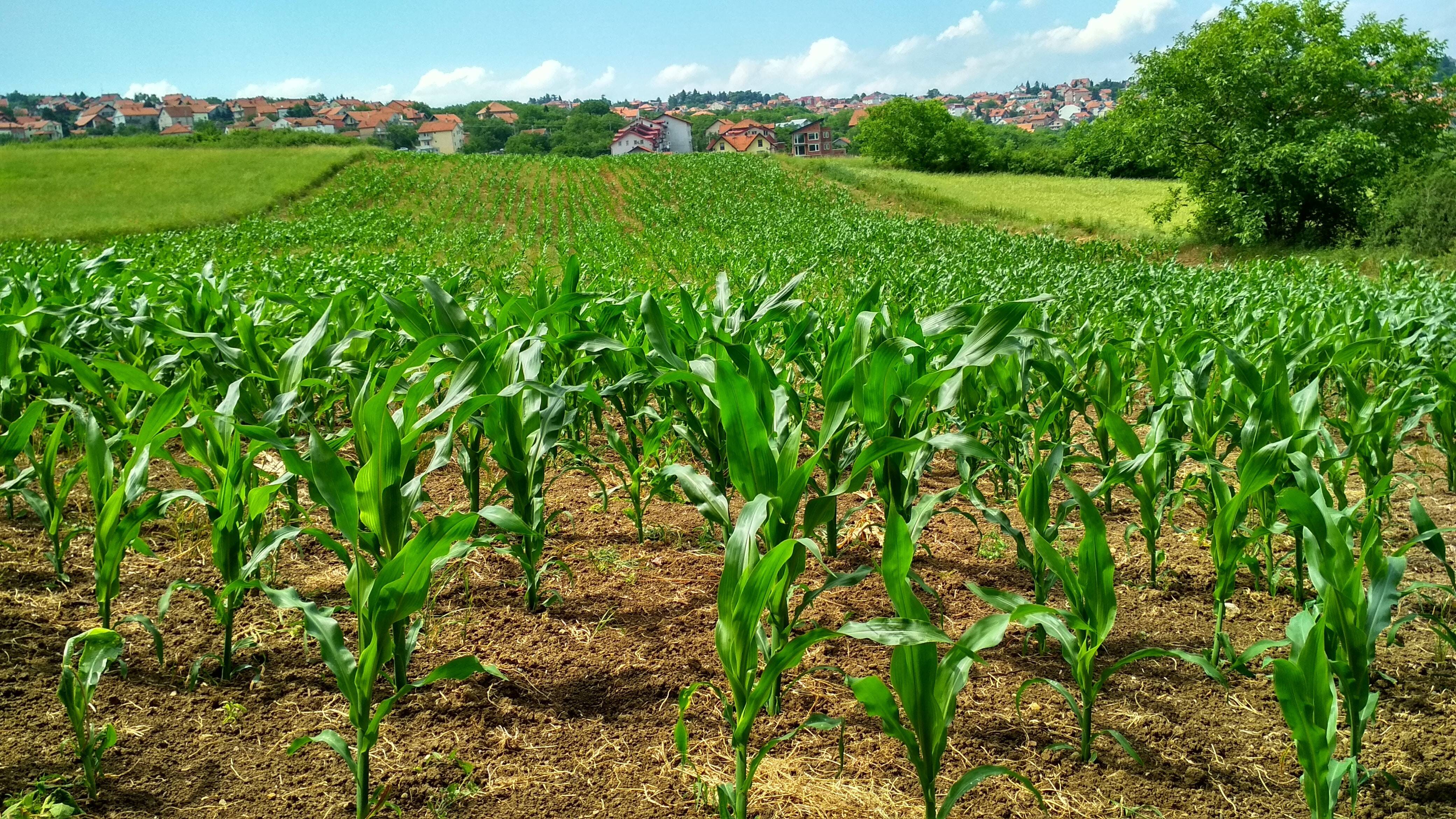 cultivos-agricolas.jpg