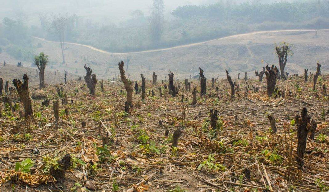 deforestacion-1-1068x623.jpg