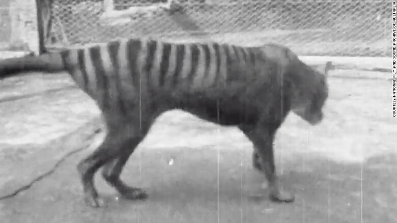 demonio-de-tasmania-thylacine-tasmanian-tiger-CNN.jpg