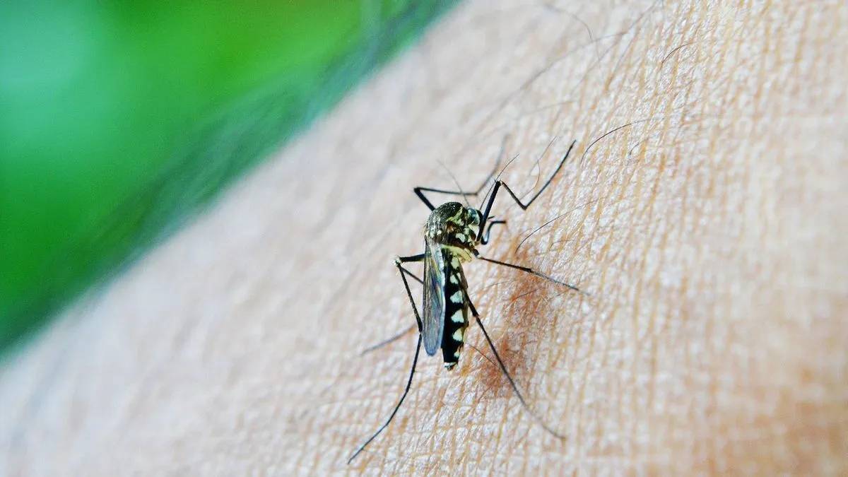 DENGUE.jpg