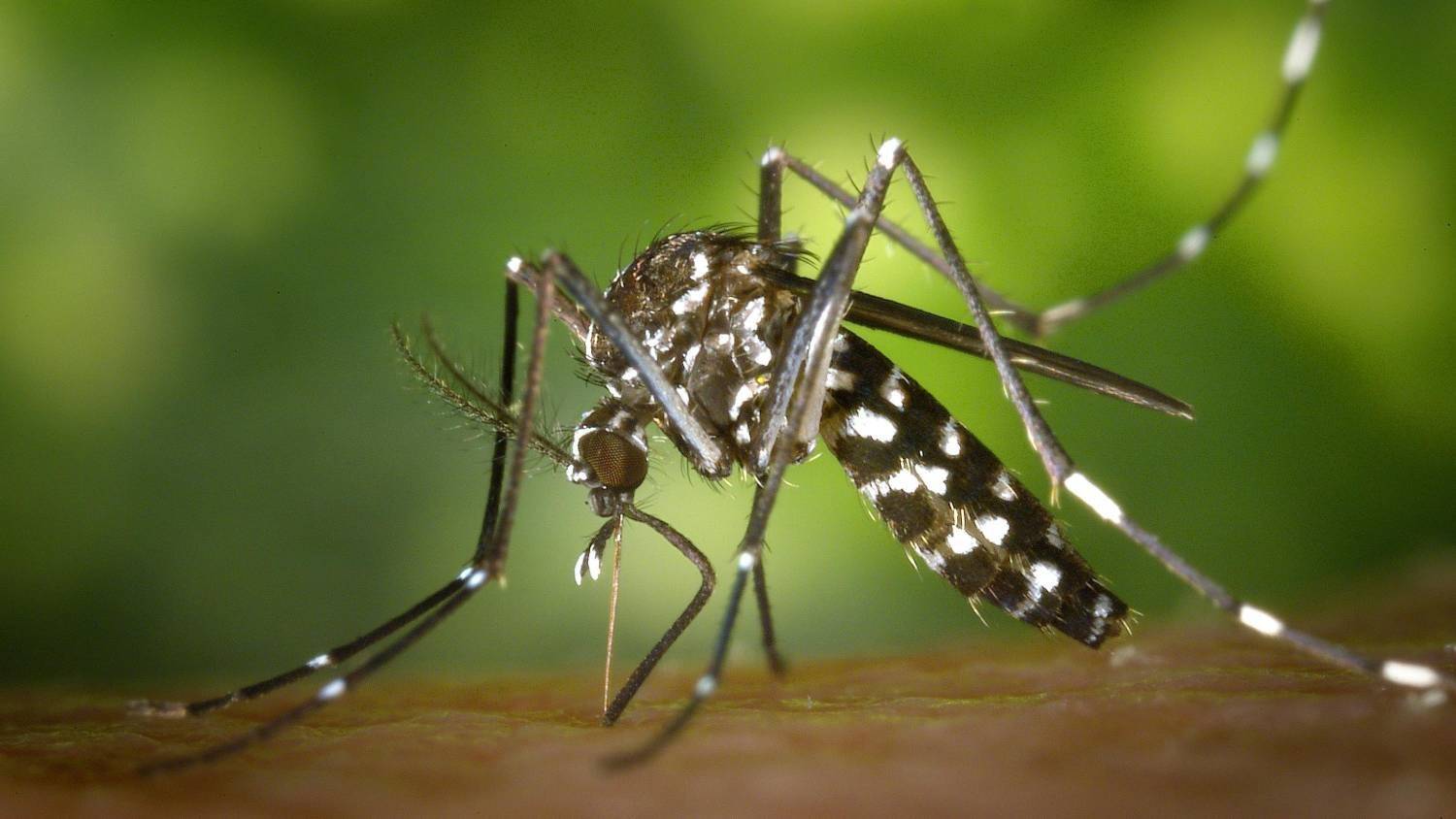 Dengue.jpg