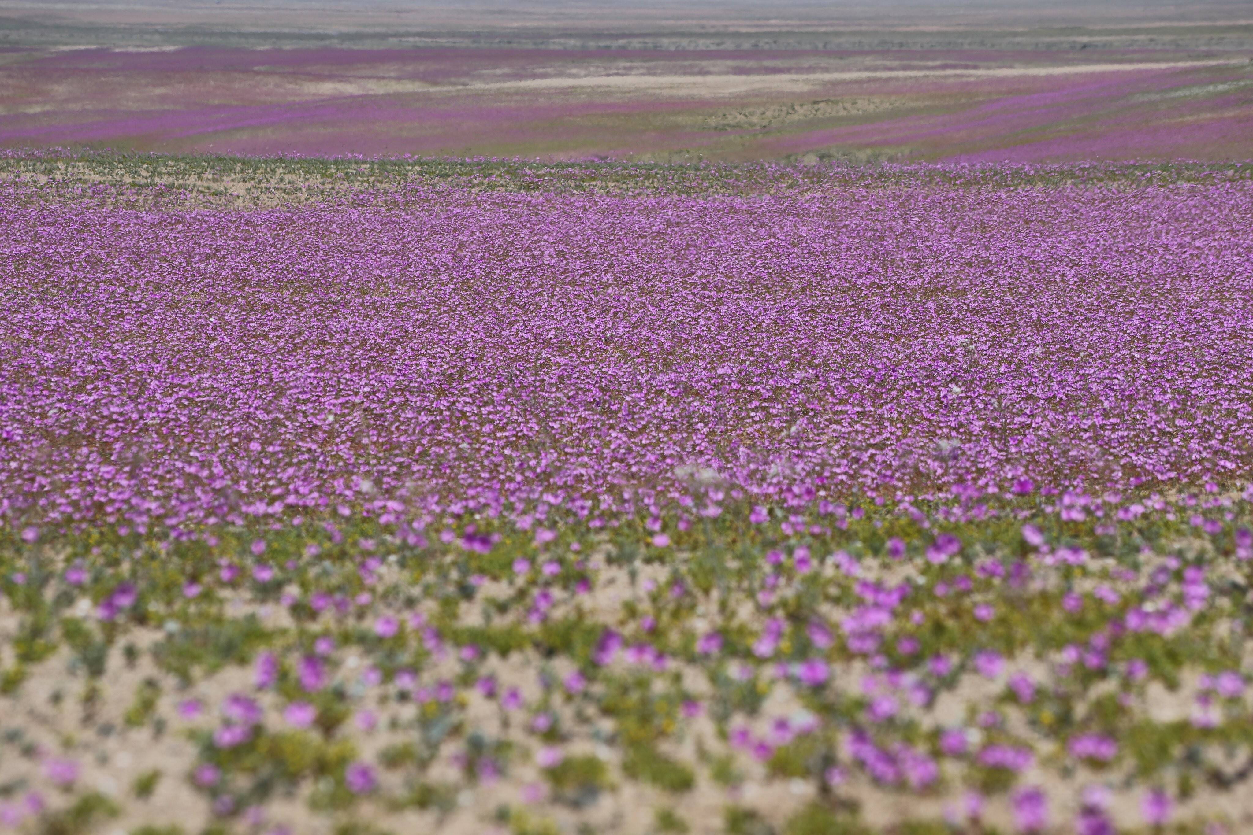 desierto-florido.jpeg