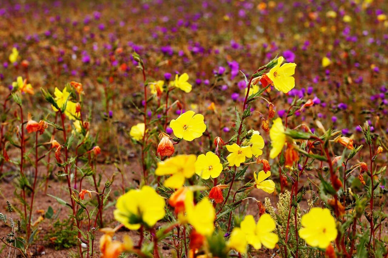 DESIERTO-FLORIDO.jpg