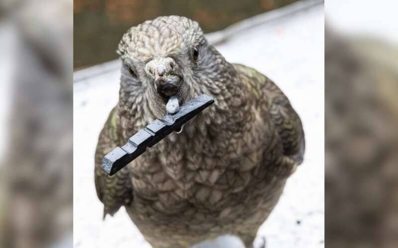 disabled-kea-uses-tool.jpg