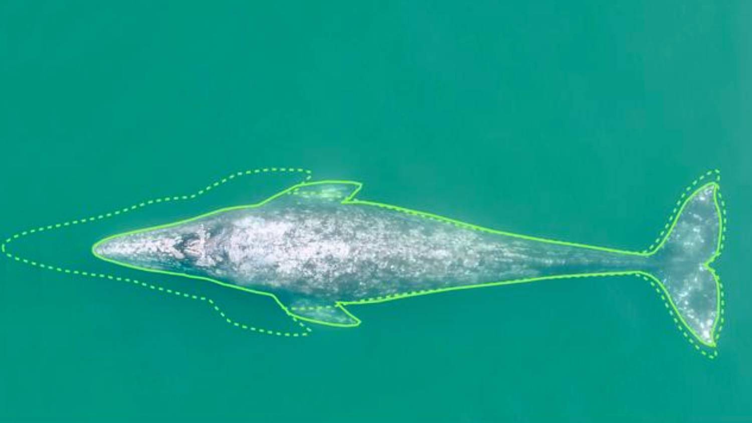 Disminucion-de-tamaño-de-ballenas.jpg