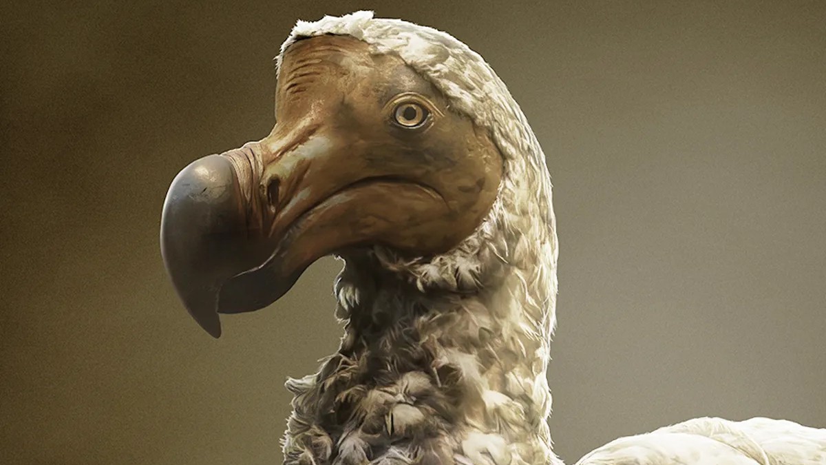 dodo1.jpg