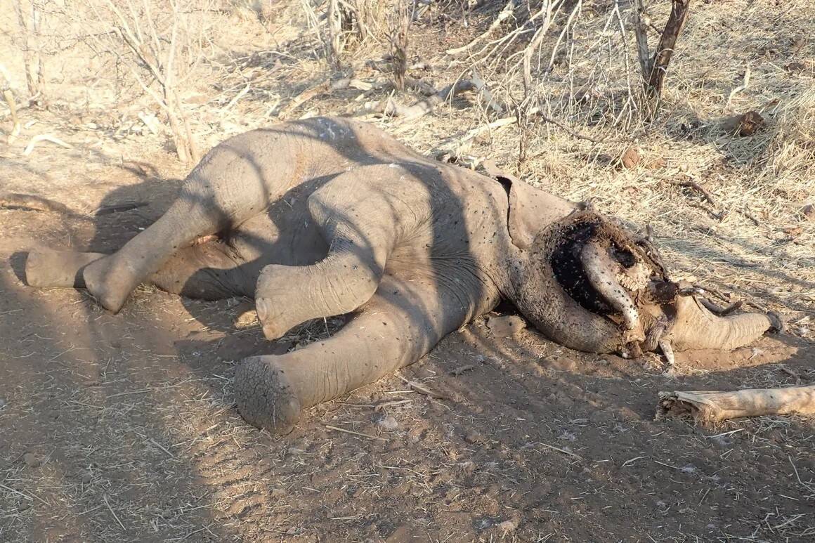 elefante-africano.jpg