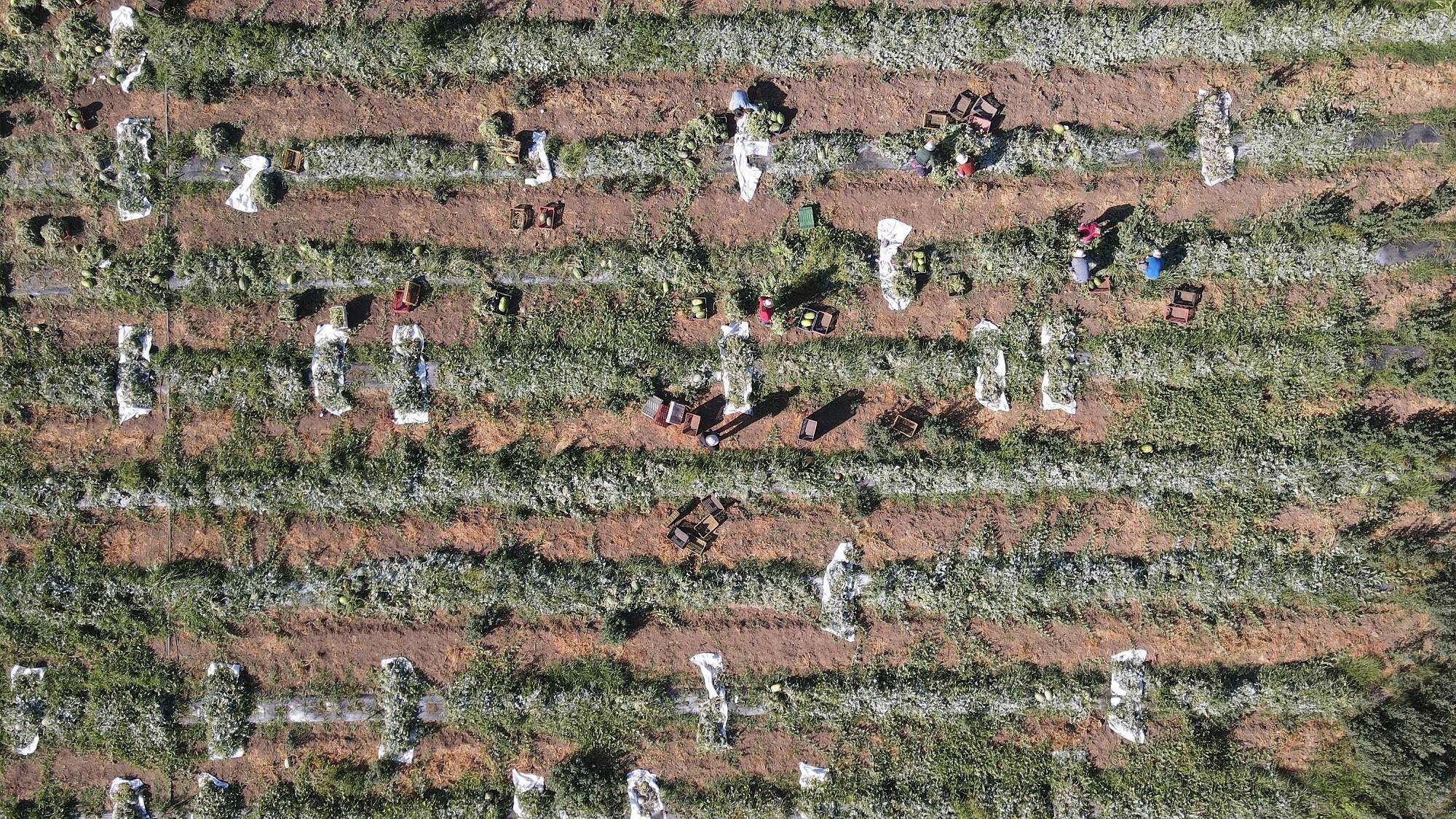 Ensayo-plantas-injertadas.jpg