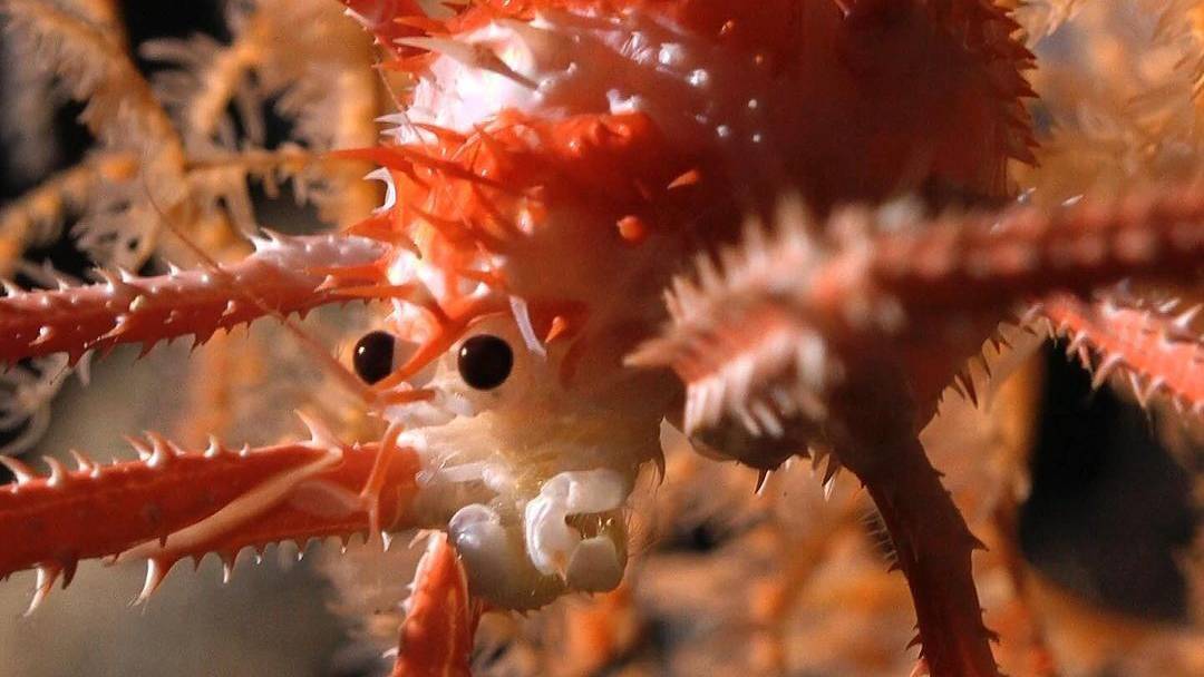 Especies-marinas-Chile.jpg