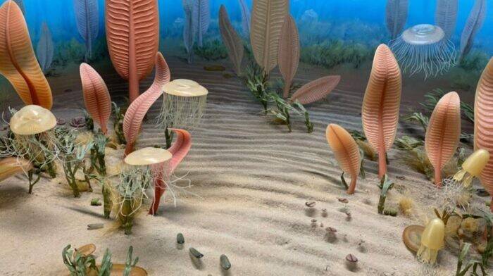 EuropaPress_4828966_diorama_representa_criaturas_marinas_era_ediacara-e1669240736852-700x392.jpg