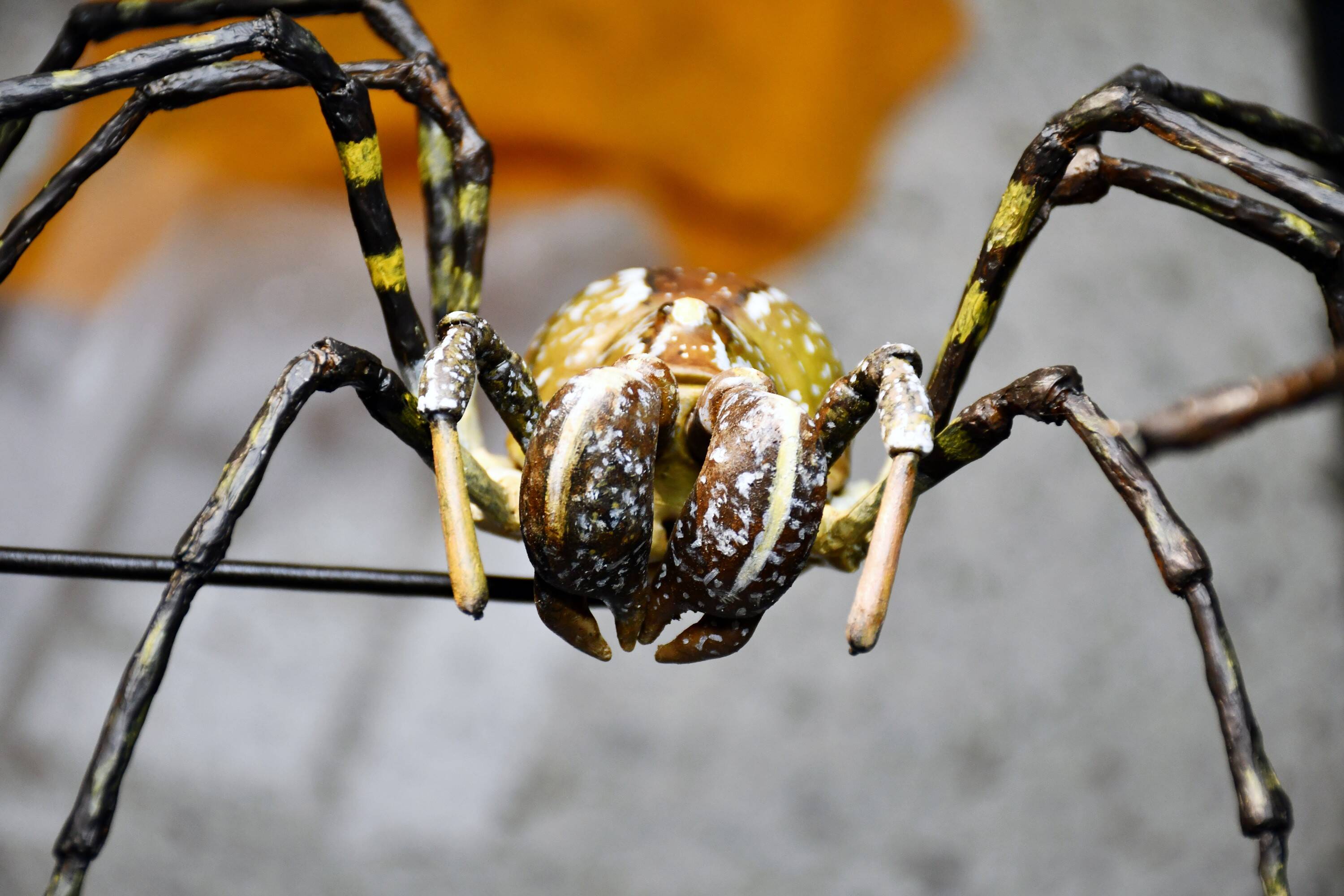 Exhibición-«Opiliones-de-Chile-ni-arañas-ni-cangrejos»-MNHN-3.jpg