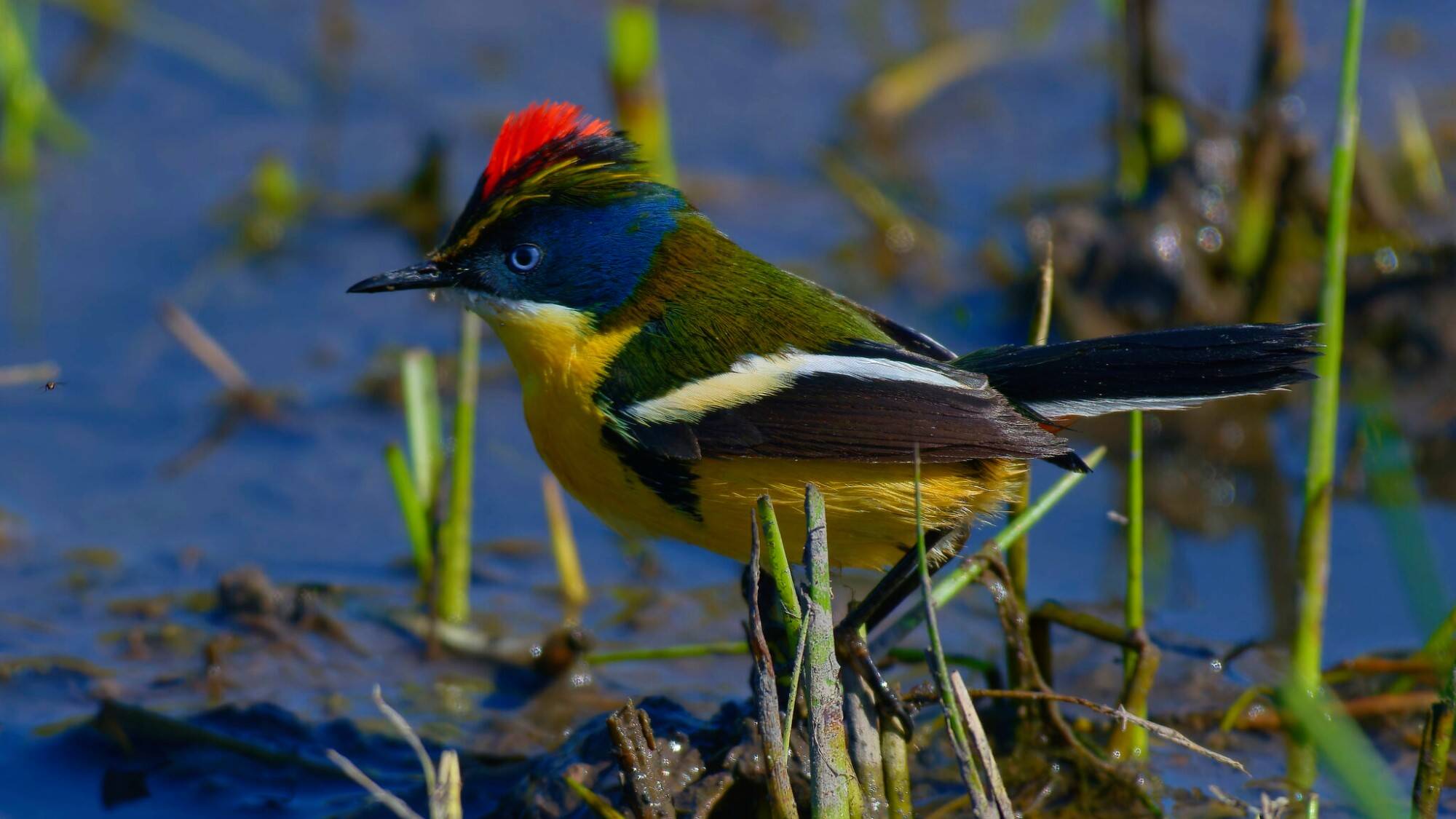 Extinción-de-aves-en-el-mundo-y-Chile.jpg