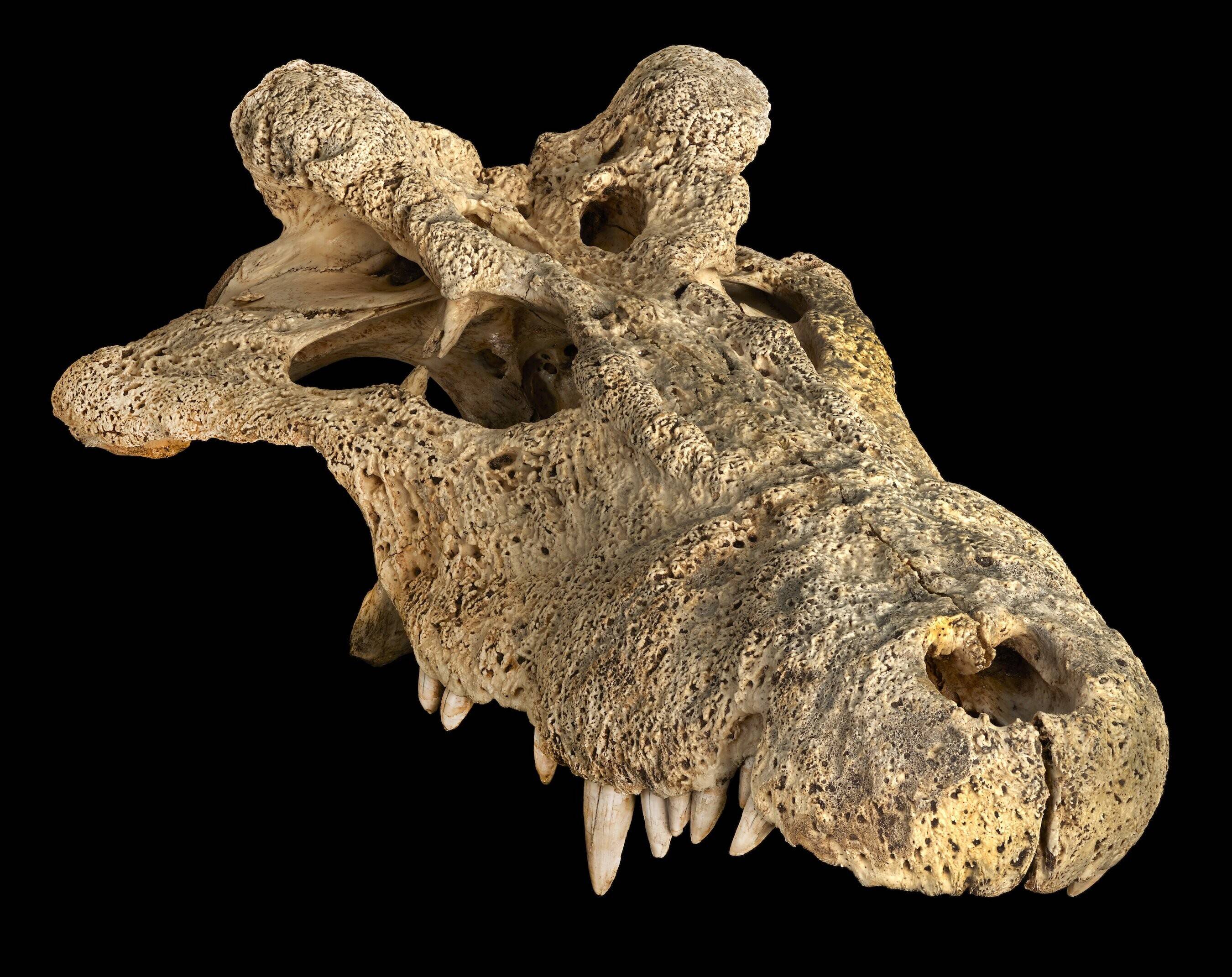 extinct-horned-crocodi.jpg