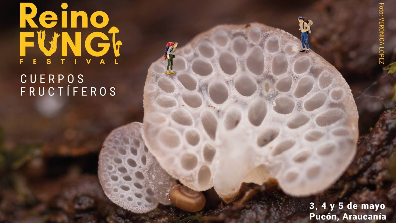 Festival-Fungi.jpg