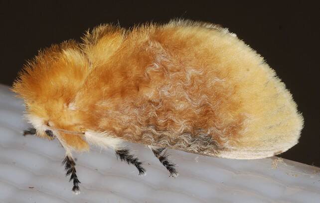 flannel-moth.jpeg