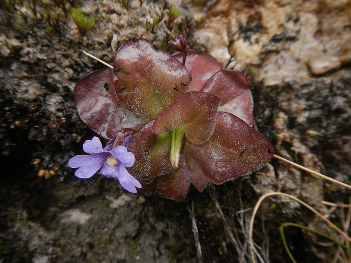 flor-ecuador.png