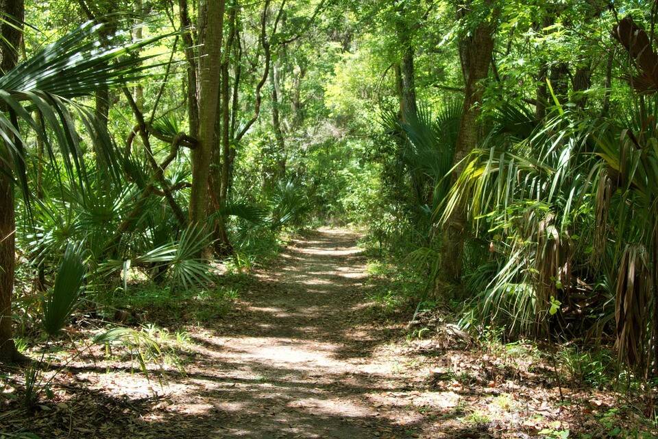 florida-67897_960_720-bosque-tropical-Pixabay.jpg