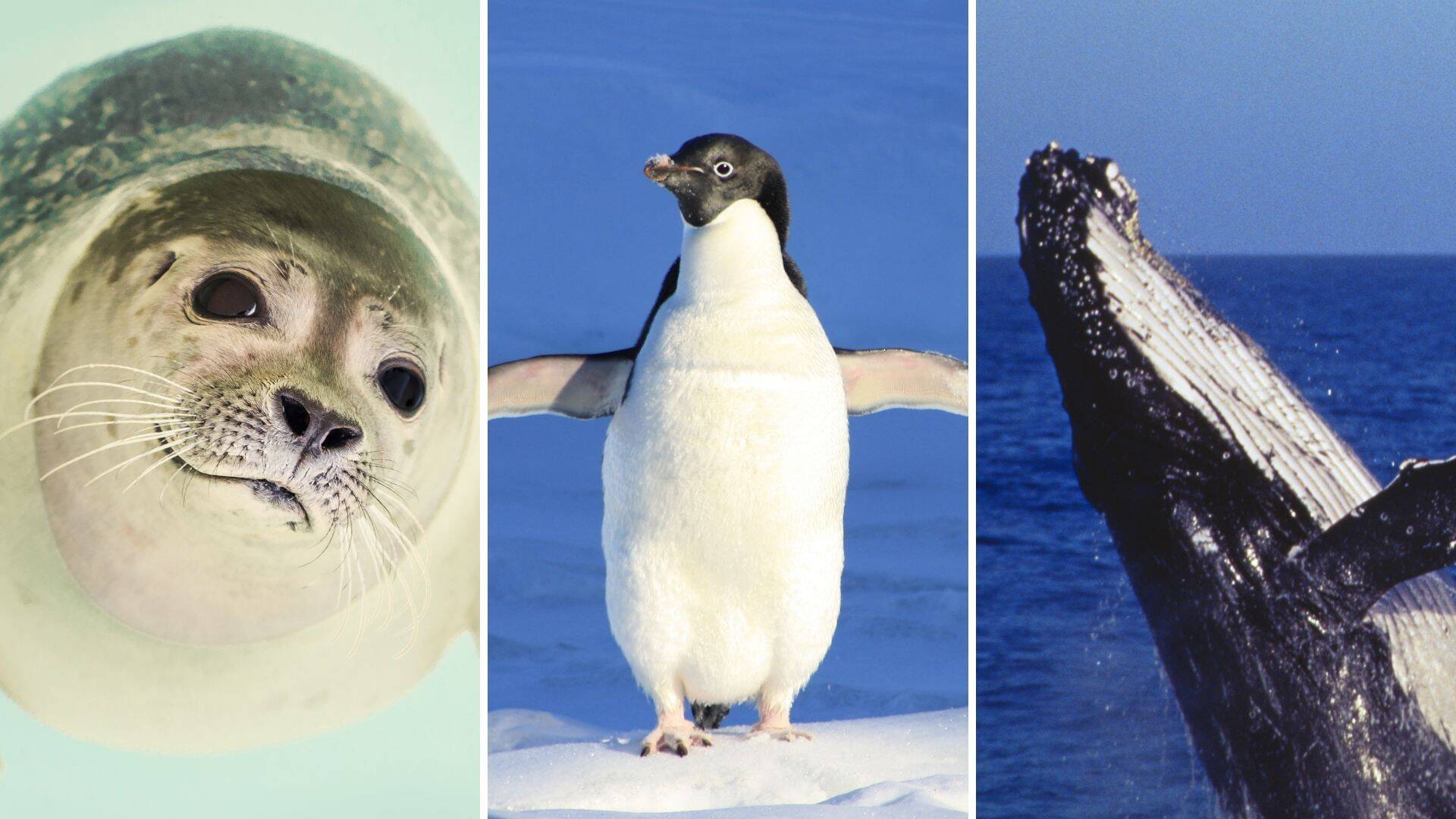 foca-pinguino-ballena.jpg