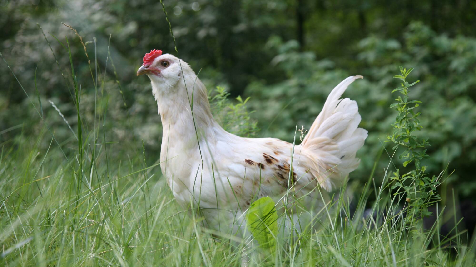 Gallinas-cacareos-felices-y-tristes.jpg